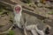 Beautiful cats outdoor looking near a wooden door