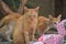 Beautiful cats outdoor looking near a wooden door