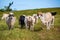 Beautiful cattle standing in the field of grass in farm