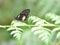 Beautiful cattleheart butterfly on a plant leaf