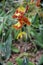 A beautiful cattleya flower with orange and yellow colors in the garden