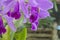 Beautiful cattleya flowers with dew drops close up