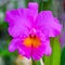 Beautiful Cattleya orchid on tree