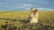 A beautiful Caucasian woman with a child in a wheat field, a fabulous gentle