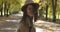 Beautiful Caucasian woman in elegant brown coat and hat posing for her female friend on the background of autumn park