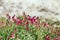 Beautiful caucasus summer herbs in the meadow of Elbrus park, Russia