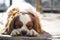 Beautiful cavalier dog resting in the sun