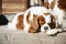 Beautiful cavalier dog resting in the sun