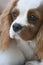 Beautiful cavalier king charles spaniel