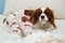 Beautiful Cavalier King Charles spaniel and femail foot in cozy