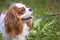 Beautiful cavalier king charles spaniel in the grass background