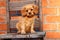 A beautiful Cavalier King Charles Spaniel mix puppy sits on an old chair