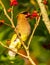 Beautiful cedar waxwing bird eating berries