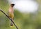 Beautiful Cedar Waxwing is perched on single branch looking right