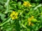 Beautiful celery leaved buttercup plant image india