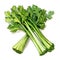 beautiful Celery watercolor Vegetable clipart illustration