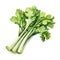 beautiful Celery watercolor Vegetable clipart illustration