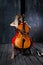 Beautiful cello musician