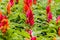 Beautiful celosia flowers background