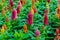 Beautiful celosia flowers background