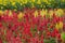 Beautiful celosia flowers with marigold background