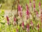 Beautiful Celosia pink and white flower, Wheat Celosia field.