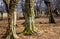 Beautiful centenary oaks marked by the passing of time