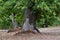 Beautiful centuries-old chestnut forest with almost ripe hedgehogs just before harvesting in October in autumn. Greve in Chianti.