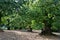 Beautiful centuries-old chestnut forest with almost ripe hedgehogs just before harvesting in October in autumn. Greve in Chianti.