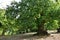 Beautiful centuries-old chestnut forest with almost ripe hedgehogs just before harvesting in October in autumn. Greve in Chianti.