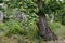 Beautiful centuries-old chestnut forest with almost ripe hedgehogs just before harvesting in October in autumn. Greve in Chianti.