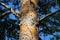 Beautiful century-old pine in a forest under a blue sky