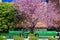 A beautiful Cercis tree with delicate pink flowers bloomed in spring.