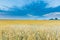 Beautiful cereal field landscape photographed at sunrise