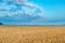 Beautiful cereal field landscape photographed at sunrise