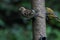 A beautiful Chaffinch bird looking for food on a birdfeeder at a Nature Reserve