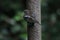 A beautiful Chaffinch bird looking for food on a birdfeeder at a Nature Reserve