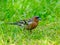 Beautiful chaffinch enjoying a sunny day in Germany.