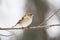 Beautiful chaffinch female resting on a tree twig in winter