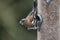 Beautiful Chaffinch Fringilla Coelebs on garden bird feeder