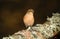 A beautiful Chaffinch Fringilla coelebs perching on a branch of a tree in the Abernathy forest in the highlands of Scotland.