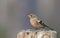 A beautiful Chaffinch Fringilla coelebs perching on a wooden tree stump in the Abernathy forest in the highlands of Scotland.