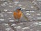 Beautiful Chaffinch is looking for food