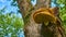 beautiful chaga mushroom on the trunk of a tree. color