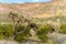 Beautiful chain fruit cholla cactus in the Sonoran Desert of Arizona in Organ Pipe Cactus National Monument along Ajo Mountain
