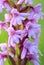 Beautiful chalk fragrant orchid blooming