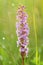 Beautiful chalk fragrant orchid blooming