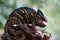 Beautiful Chameleon veiled female on branch, animal closeup