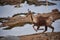 Beautiful chamois jumping in the Mountain of Pyrenees