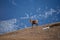 Beautiful chamois jumping in the Mountain of Pyrenees